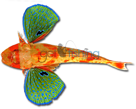 Red Gurnard - Red Gurnard Fish (648x350)