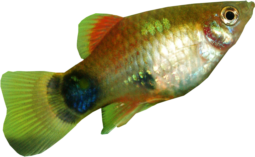 Platy Fish Transparent Background - Transparent Background Fish Png (1000x775)
