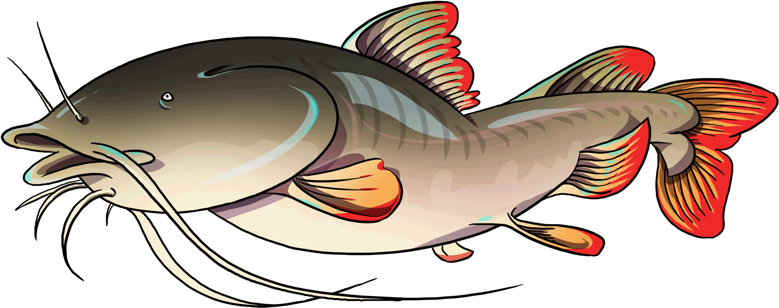 Asian-catfish - Catfish (1650x975)