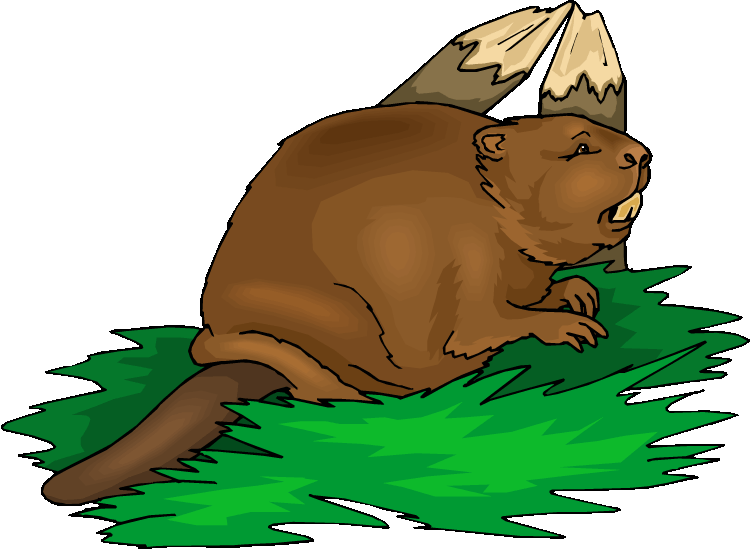 Yellow Beaver Clip Art Clip Art Library - Beaver Clipart (750x550)
