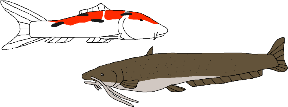 Good And Bad Luck Charms By Wildandnaturefan - Carp (1024x397)