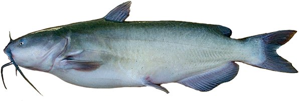 Fish Transparent Png Sticker - Download (600x281)