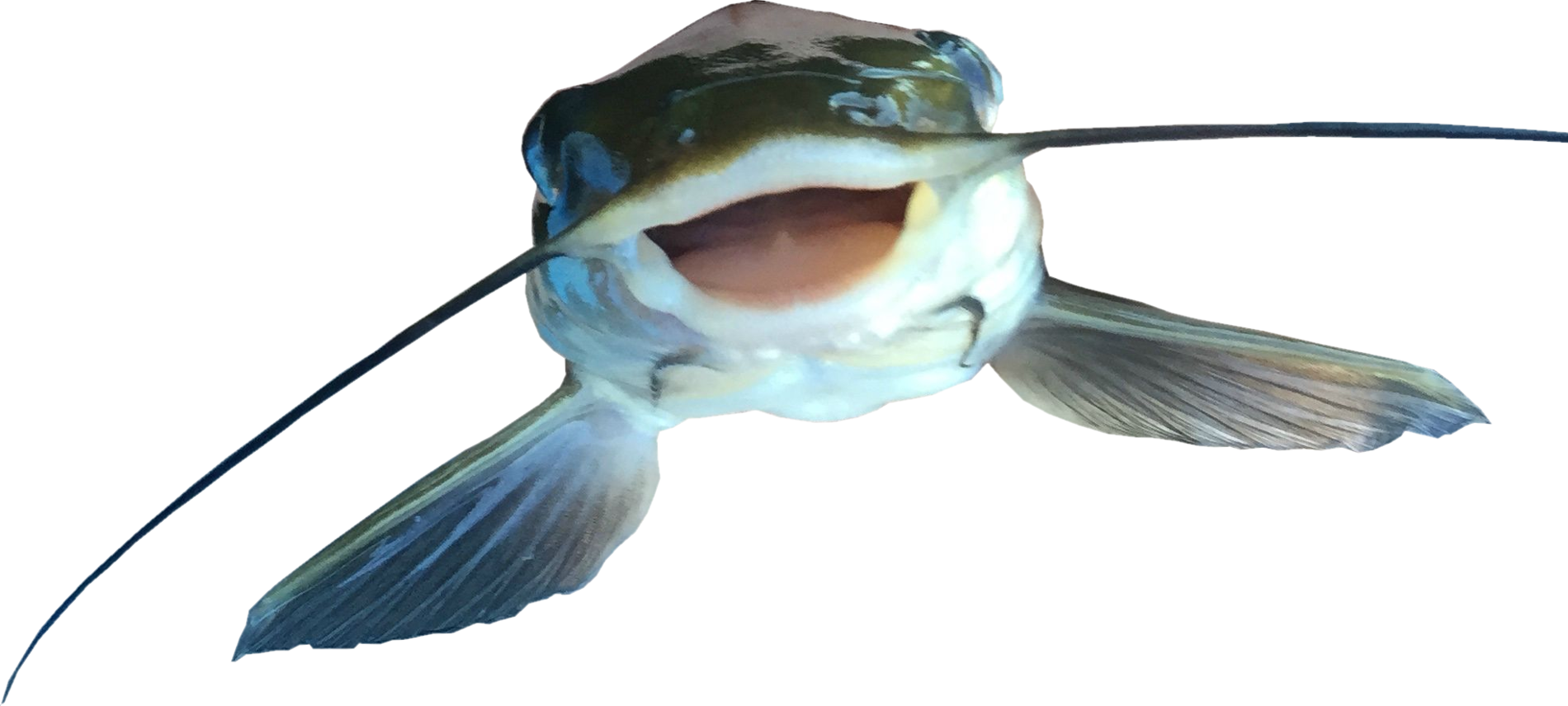 Catfish Png File - Catfish Png (1900x856)