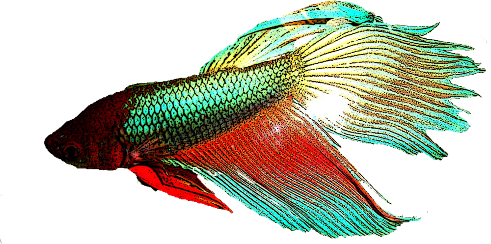 Betta Fish - Lobe-finned Fish (1000x497)