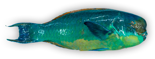 Steephead Parrotfish - Okra Peji (600x269)