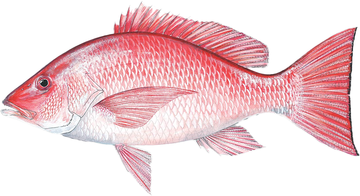 Join Captain Dave Gardner - Gulf Of Mexico Fish Species (1563x884)