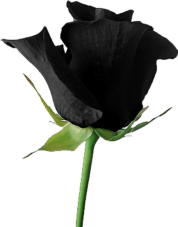 Black Goth Tumblr Aesthetic Rose Flower - Dead Rose Transparent (572x730)