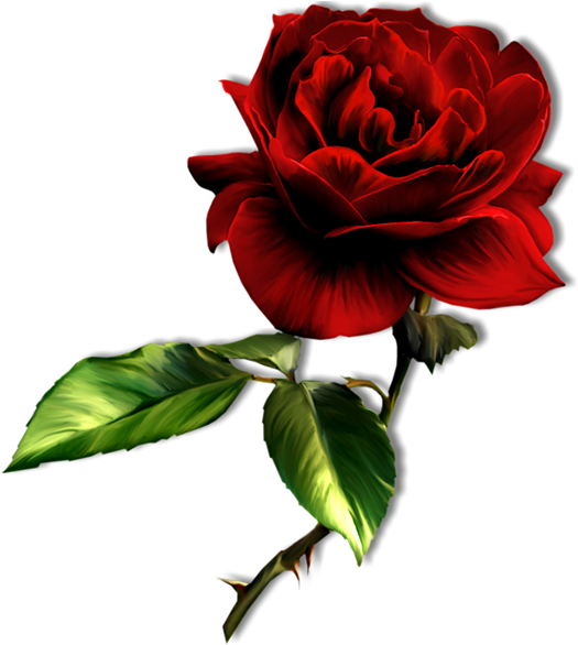 Contact - Dark Red Rose Png (531x587)