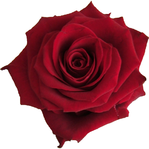Single Red Rose (512x512)