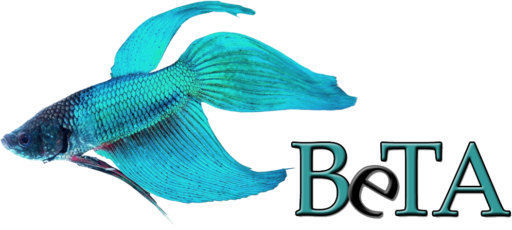 Siamese Fighting Fish Butterfly Tail Butterfly Koi - Siamese Fighting Fish Anatomy (1200x476)