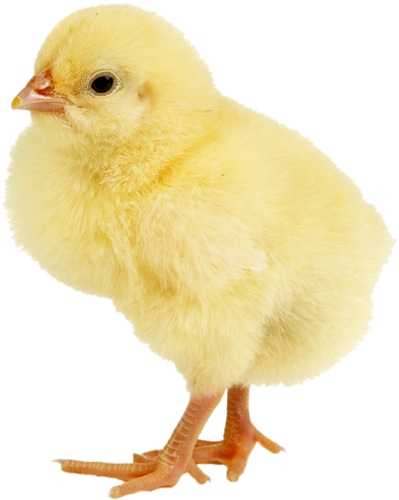 Pet Clipart Yellow Bird - Sarı Civciv (399x500)