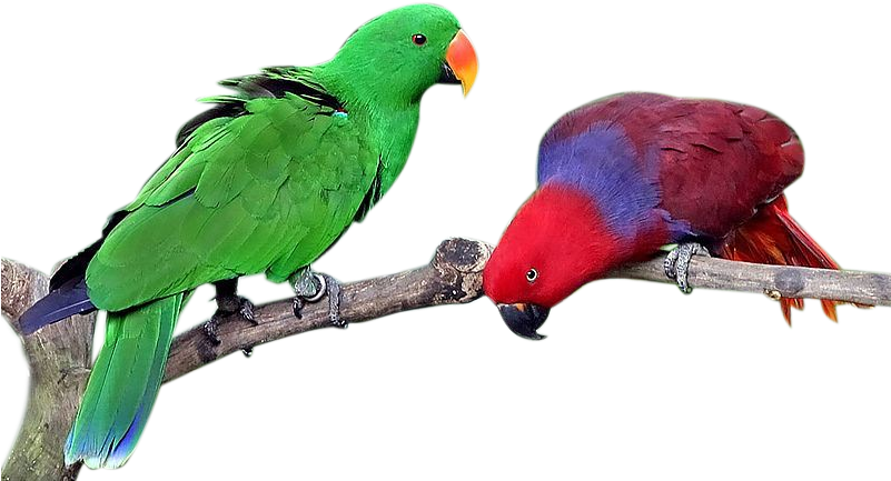 Parrot Clipart Nuri - Bird (800x454)