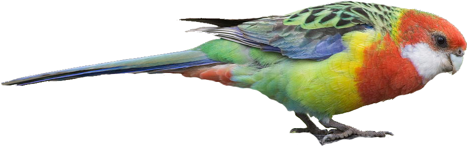 E - Rosella - Rosella Clip Art (961x311)