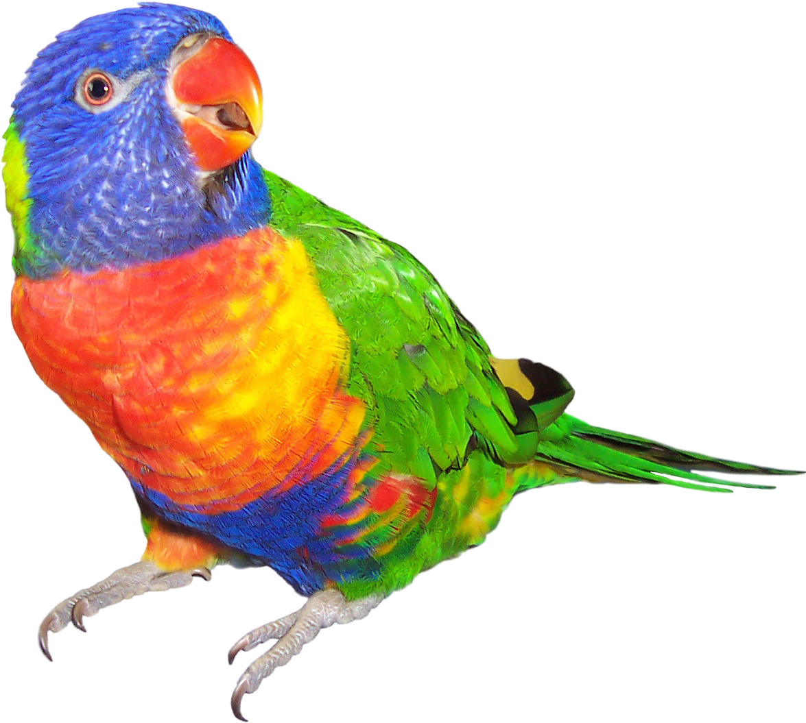 My Year 6 Goals On Emaze - Rainbow Lorikeet White Background (1320x1124)