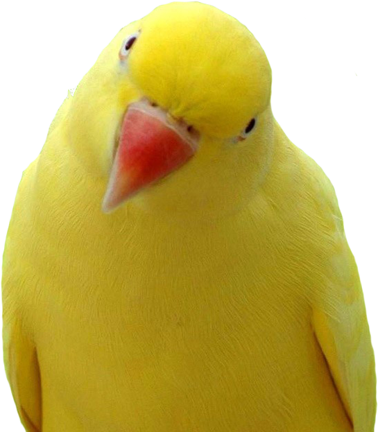 Parrot Bird (1024x768)
