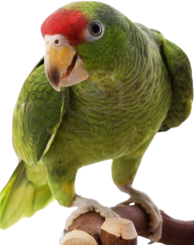 Download Parrot Png Transparent Images And Clipart - Parrots Png (800x1044)