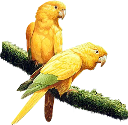 Bd-92 - Yellow Parrot Png (428x400)