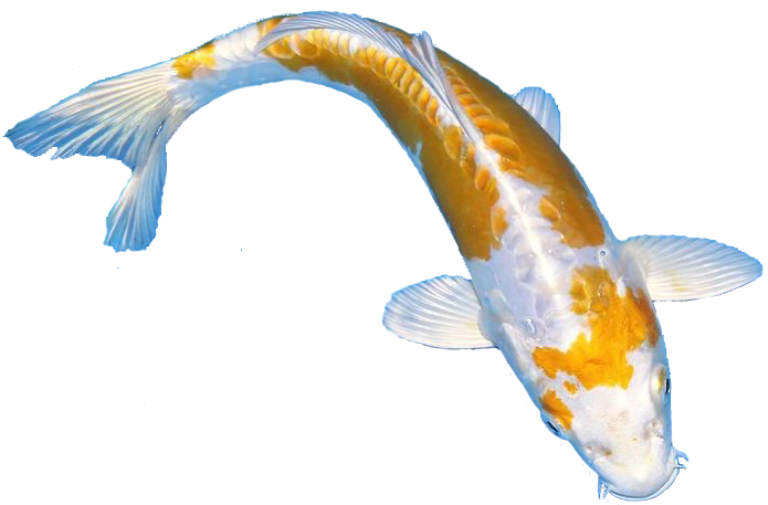 Jual Ikan Koi - Koi (736x530)