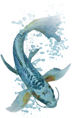 Pretty Images Of Fancy Goldfish Next Day Koi Koi Fish - Koi (430x470)