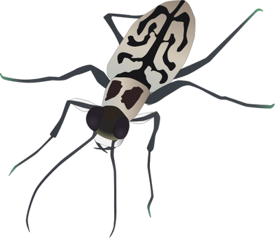 Cicindela Dorsalis Media Illustration Of Cicindela - Cicindela Dorsalis Dorsalis (400x346)