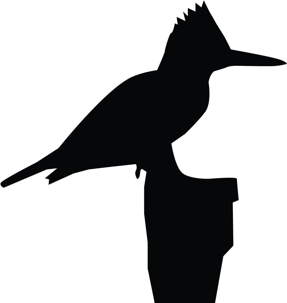 Belted Kingfisher Overview, All About Birds, Cornell - Kingfisher (1024x1024)