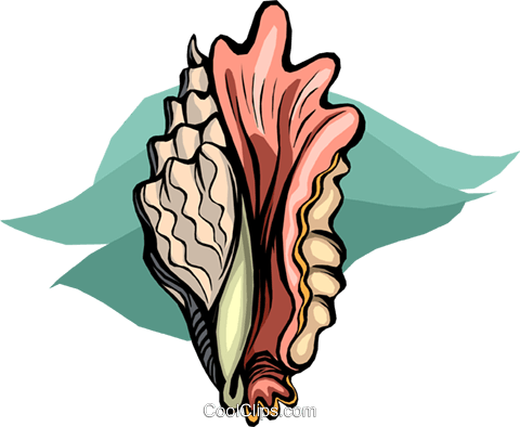Concha Do Mar Livre De Direitos Vetores Clip Art Ilustração - Illustration (480x394)