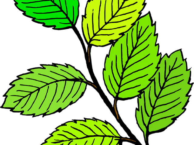 Branch Clipart Jungle Tree Branch - Black And White Leafs (640x480)
