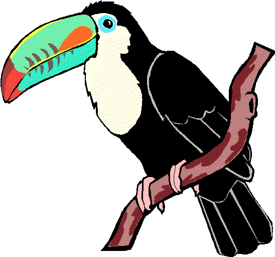 Toucan Clipart Rainforest Animal - Animal From Rainforest Clip Art (552x552)