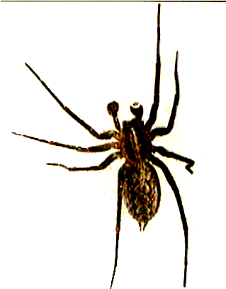 Best Images Of Halloween Spiders File Fred C Spider - Spider With No Background (318x418)