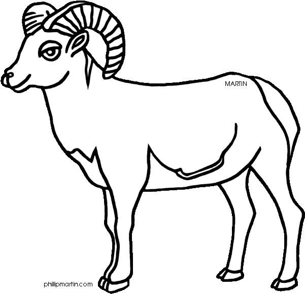 Bighorn Sheep Clipart Black And White - Desert Bighorn Sheep Drawing (648x612)
