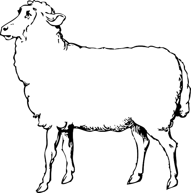 Lamb Clipart Mother - Sheep Shearing: How To Shear A Sheep Step By Step With (634x640)