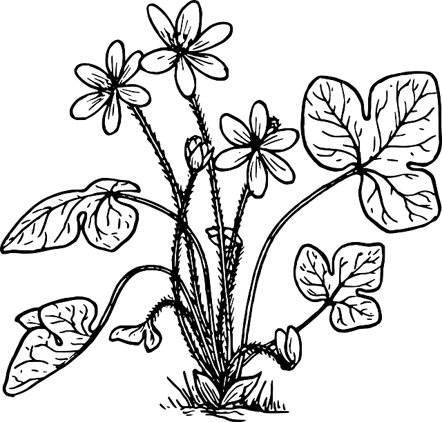 Nature, Plant, Flower, Biology, Botany - Hepatica Coloring (640x612)