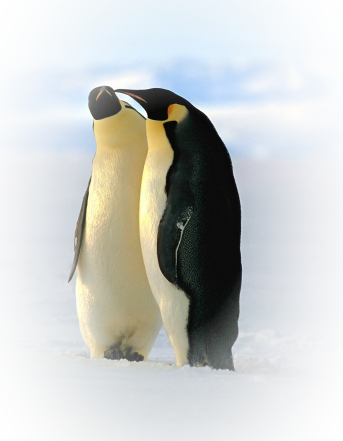 Фотографии В Альбоме «клипарт-животные» Morela На Яндекс - Penguin (343x441)