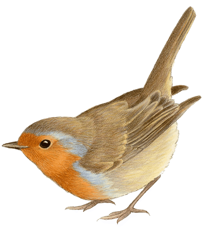 Francien Van Westering - 3d Knipvel - Marianne Design - Roodborstje - 3dff1525 (444x480)