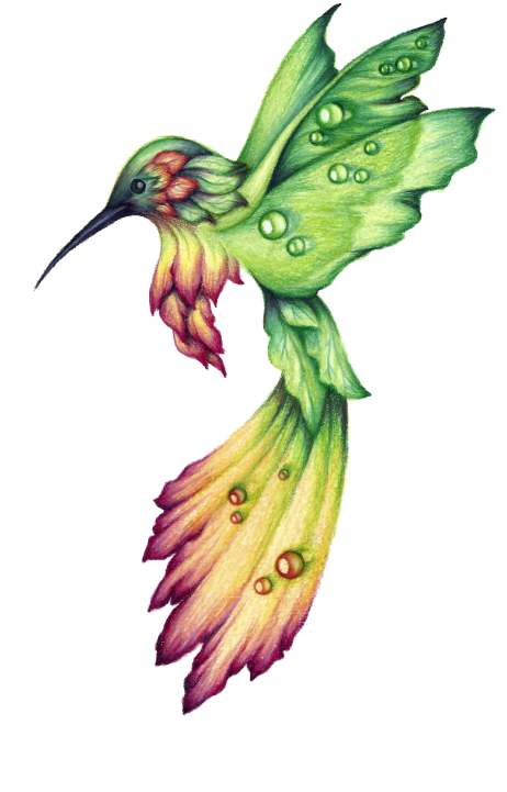 Hummingbird Drawing (484x750)
