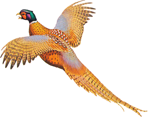 Pheasant Clipart Pheasant Shooting - Drawing Of A Pheasant (501x395)