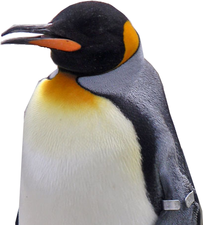 Penguin (492x492)