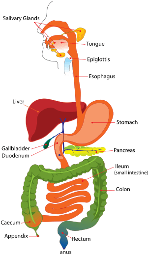 Digestive System Of Human (357x538)