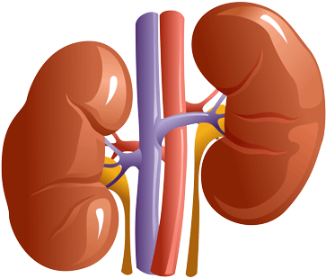 Kidneys In Vector Format - Internal Organs Of Body (400x400)