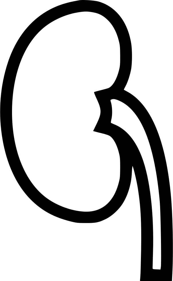 Kidney Organ Line Clip Art - Nrk Super (604x980)