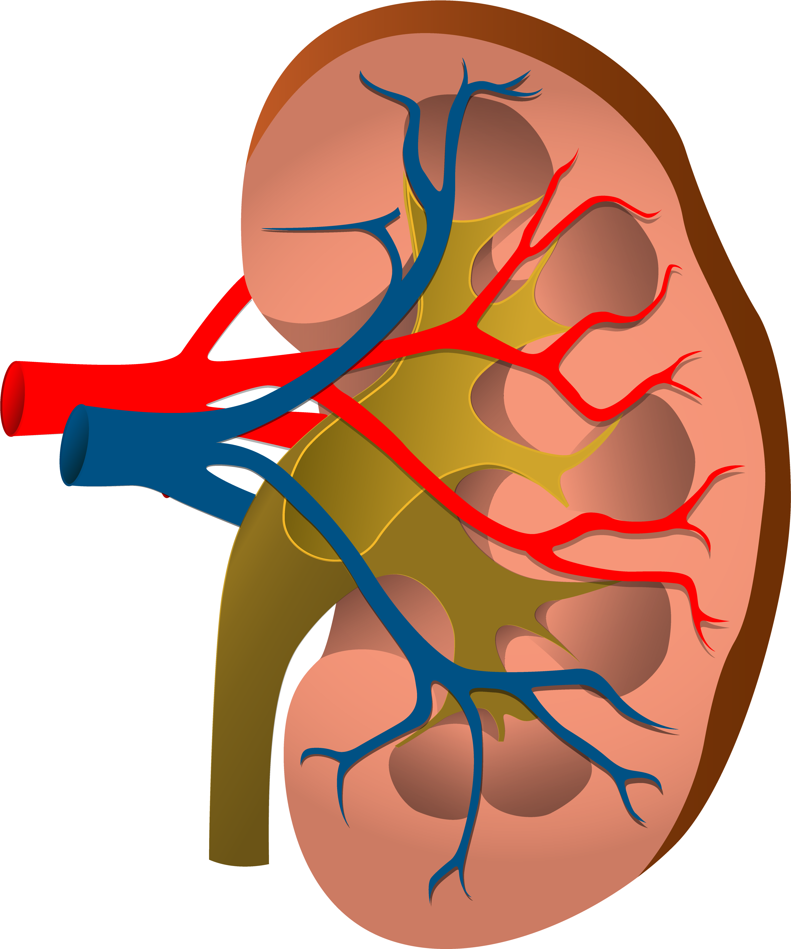 Nephrology Acute Kidney Injury Chronic Kidney Disease - 腎臓 フリー イラスト (3291x3840)