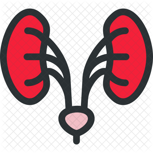 Kidneys Icon - Urology (512x512)