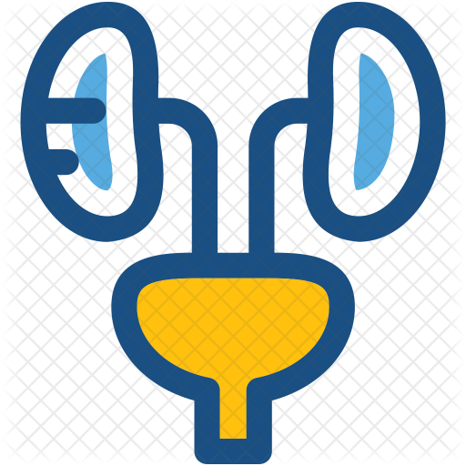 Kidneys Icon - Ha'il (512x512)