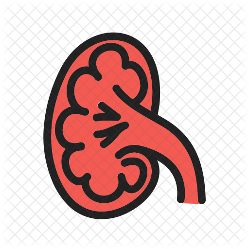 Kidney Icon - Hcs - (512x512) Png Clipart Download