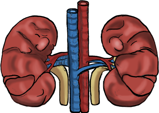 The Kidneys - Docbot (980x380)