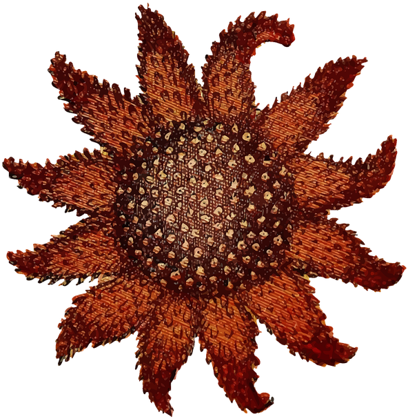Starfish Png 18, Buy Clip Art - 50 Percent Off Sale Signs Png (703x720)