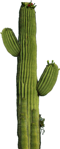 Cactus Clipart Png Download Cactus Clipart Png Download - Cactus Png (512x512)