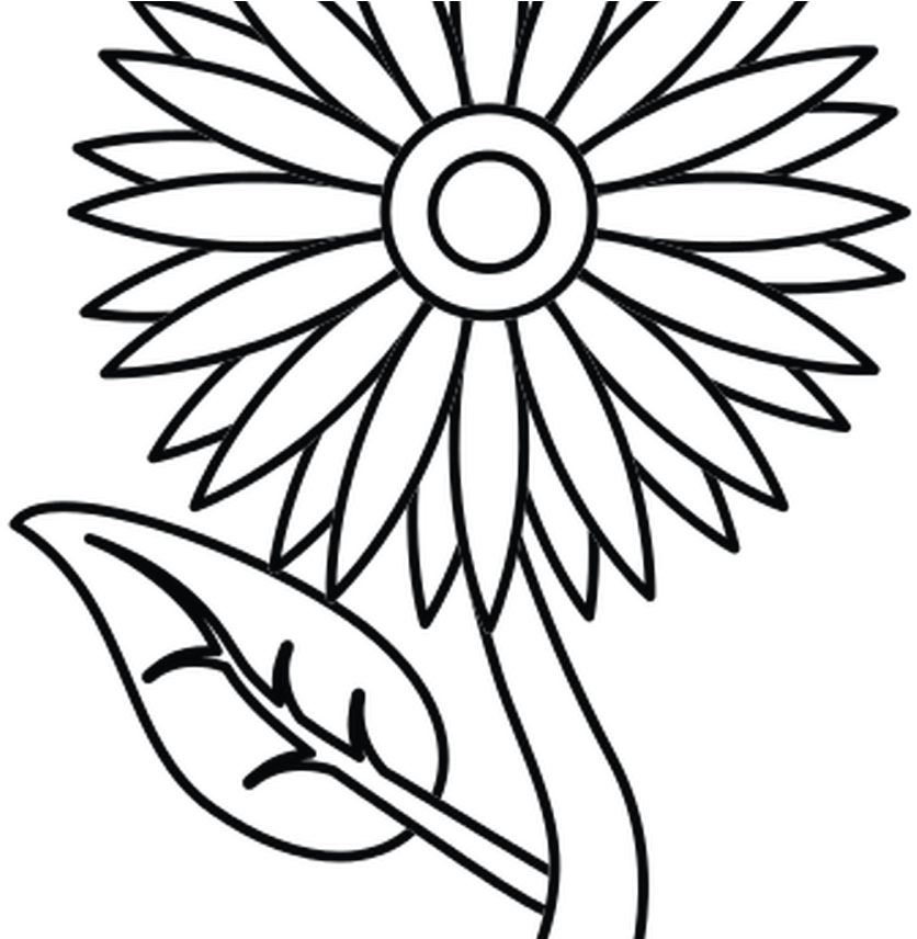Sunflower Outline Pictures To Pin Thepinsta - Lotus Flower Png Clip Art (1368x855)