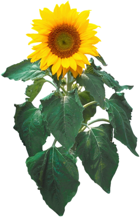 Sunflower Png With Leaf - Sunflower Clip Art (451x699)