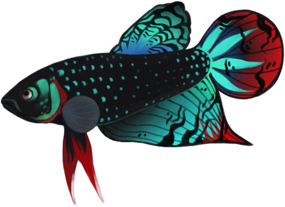 Holidays - Betta Fish Art Transparent (979x816)
